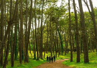 El bosque energético de Miramar que desafía las leyes de la física: a 50 km de Mar del Plata