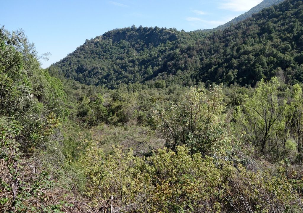 bosque mediterráneo