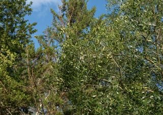 Bosque esclerófilo: el guardián silencioso del clima en la zona central de Chile 