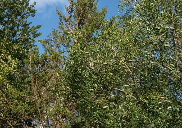 Bosque esclerófilo: el guardián silencioso del clima en la zona central de Chile