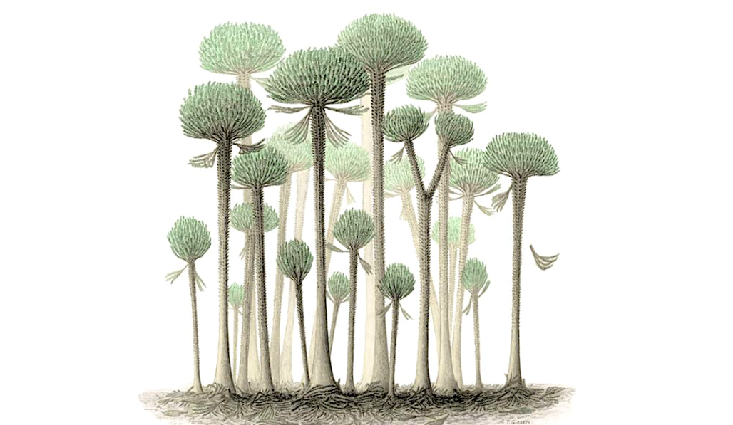 Un bosque de árboles Calamophyton. Crédito Peter Giesen/Chris Berry