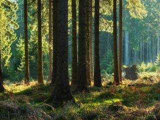 Bosque La Primavera: el pulmón verde que guarda vida y belleza a un paso de Guadalajara