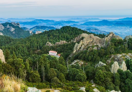 &iexcl;Bosques en retirada! El cambio clim&aacute;tico amenaza con extinguir encinos y con&iacute;feras en M&eacute;xico
