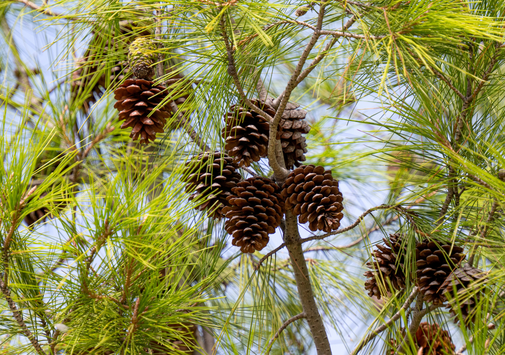 Las bellotas son el fruto seco de los encinos y pueden tardar hasta 18 meses en madurar.
