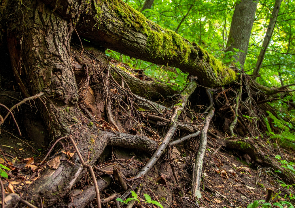 Las raíces de estas especies arbóreas pueden asociarse con hongos micorrízicos que mejoran la absorción de nutrientes.