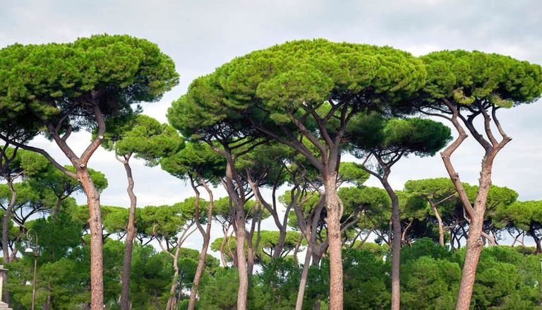 Un estudio revela que los bosques mediterr&aacute;neos se mantienen m&aacute;s frescos que las zonas sin ellos
