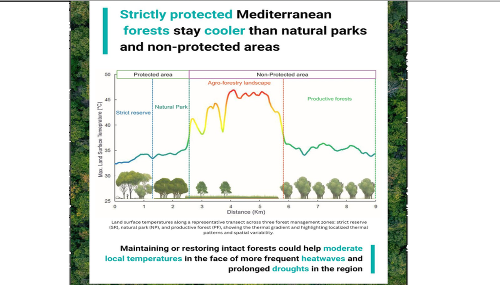 Los bosques mediterráneos se mantienen más frescos que las zonas sin ellos: distribución de la temperatura en una zona de bosques protegidos y no protegidos. UNDRR