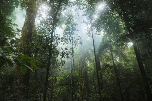 Bosques Tropicales Sumideros De Carbono