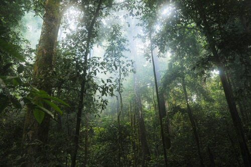 Bosques Tropicales Sumideros De Carbono Bosques Tropicales Sumideros De Carbono