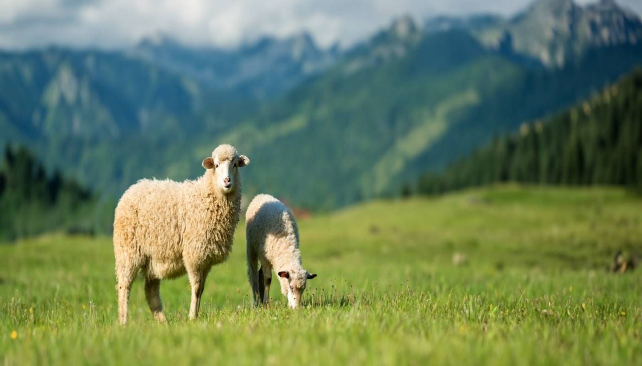A prevenção de incêndios, o combate às alterações climáticas, o reforço da soberania alimentar, a preservação da biodiversidade e a sustentação da população nas zonas rurais são algumas das contribuições essenciais da pecuária extensiva.