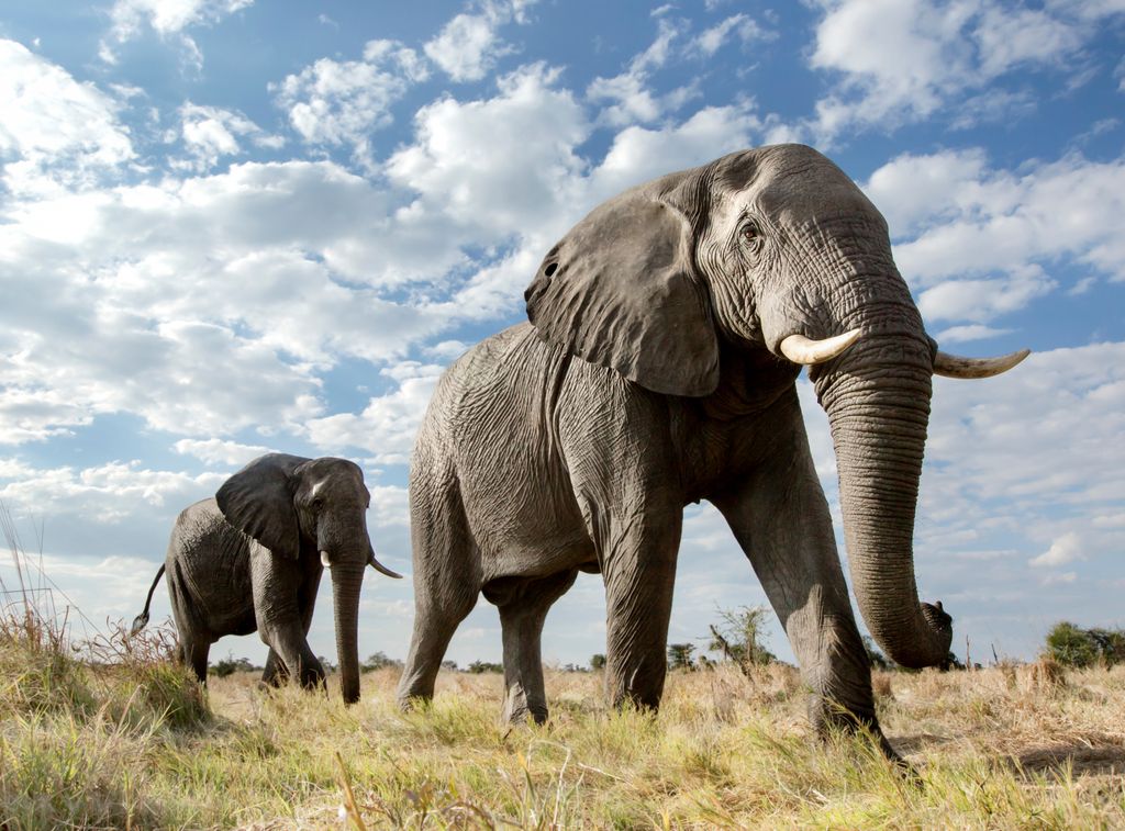 éléphants éléphants