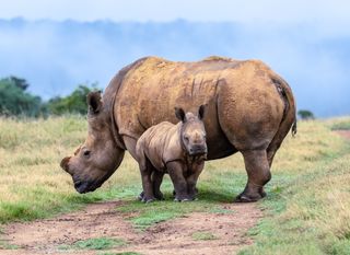 Braconnage : l'étonnante adaptation des éléphants et des rhinocéros !