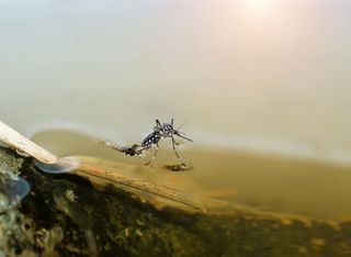 Brasil concentrou mais de 80% dos casos suspeitos de dengue no mundo, segundo a OMS