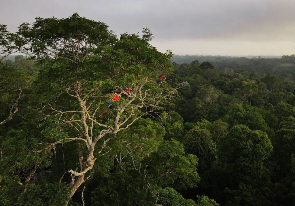 COP 30 será sediada em Belém no bioma amazônico • 26/10/2022REUTERS/Bruno Kelly COP 30 será sediada em Belém no bioma amazônico • 26/10/2022REUTERS/Bruno Kelly