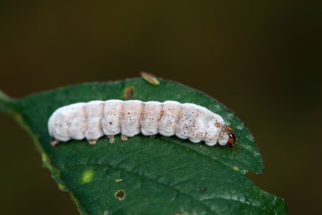 Bioinsumos, Brasil, agro