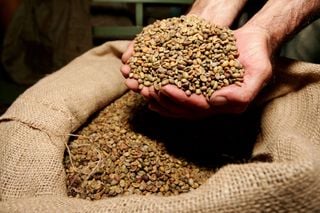 Brasil mira a liderança do café conilon: calor, seca e mercado aceleram a virada