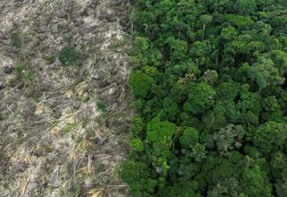 Brasil perdeu 111,7 milhões de hectares de áreas naturais em 40 anos, revela MapBiomas