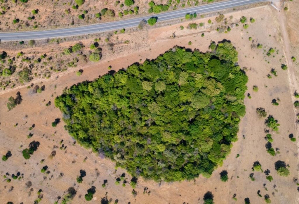 A legislação do Código Florestal Brasileiro permite o desmatamento desenfreado em áreas particulares no Cerrado, protegendo apenas de 20% a 35% da vegetação nativa, em contraste com 80% para a Amazônia | Foto: Moisés Muálem | WWF-Brasil