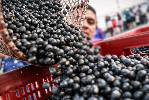 Brasil reconhece a&ccedil;a&iacute; como fruta nacional para barrar patentes estrangeiras