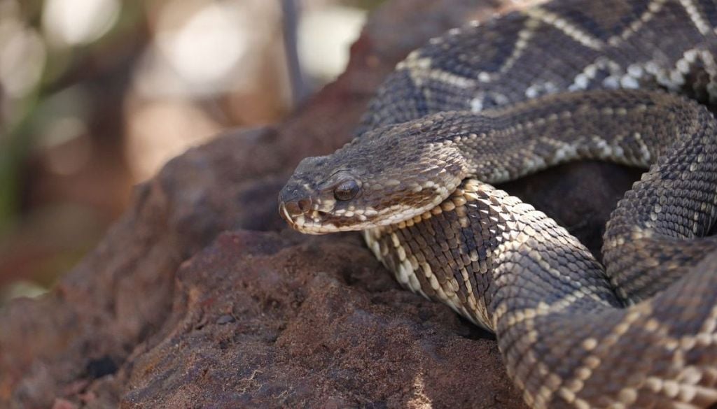 Pesquisa brasileira testou diferentes formas de contato com 116 cobras para entender quais fatores aumentam a probabilidade de um bote Um dos pesquisadores brasileiros que recebeu o Ig Nobel foi afastado do projeto após sofrer quatro picadas de serpentes. Crédito: Diuvlgação Exame