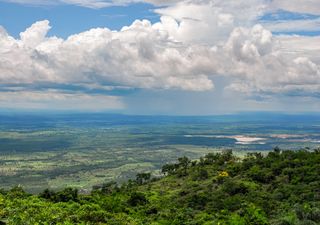 Brazil's savanna losing its lustre as bioluminescent beetle populations plummet