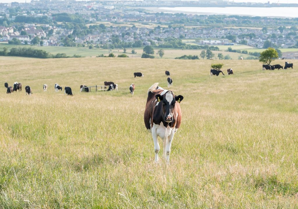 Cattle farming, Ayrshire, Scotland.