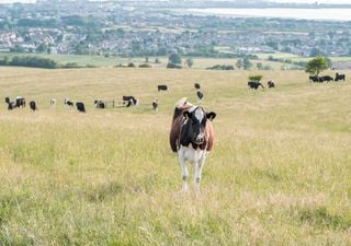 La enfermedad de las vacas locas fue identificada en una granja escocesa, ¿es del tipo dañino para los humanos?