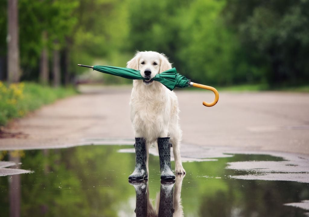 A mixture of bright spells and scattered showers this week but turning drier by Friday.