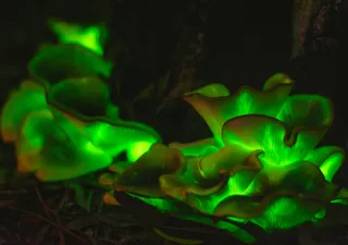 Brillando con luz propia: la planta bioluminiscente revela el potencial de la ingeniería genética en el reino vegetal