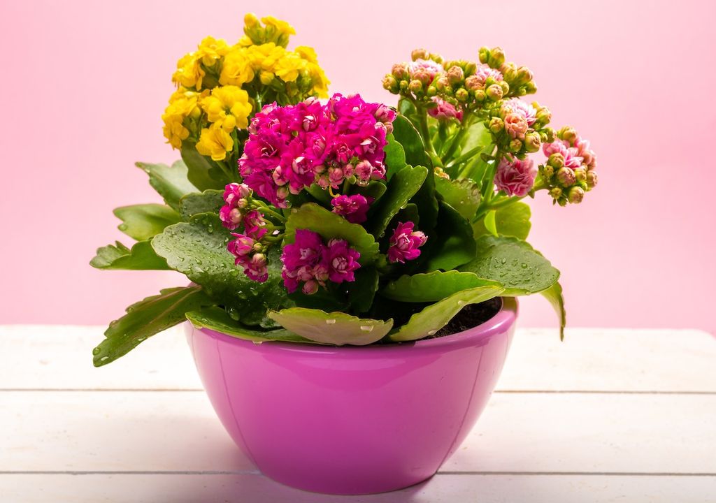 Kalanchoe, bunt, Frabe, Blüten Kalanchoe, bunt, Frabe, Blüten