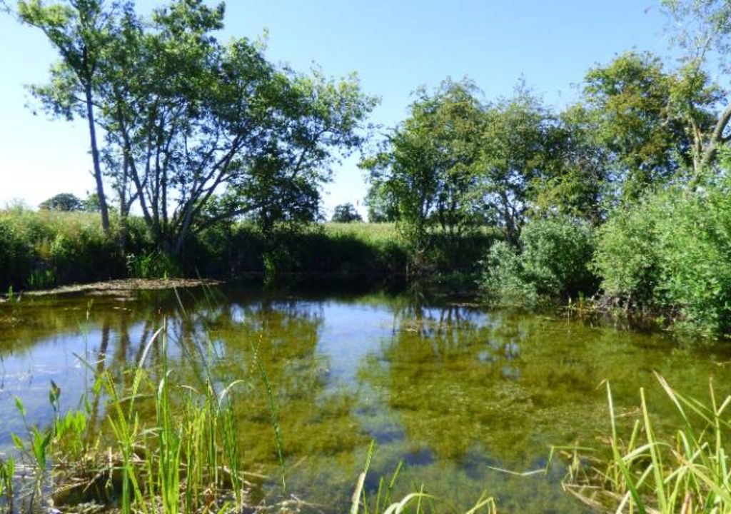 Bringing ‘ghost ponds’ back from the dead to increase biodiversity
