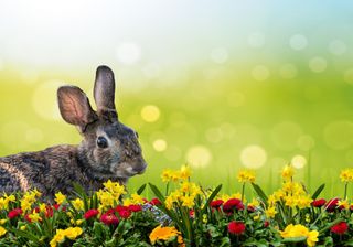 Bringt uns der Osterhase den Sommer - bald 25 Grad möglich!