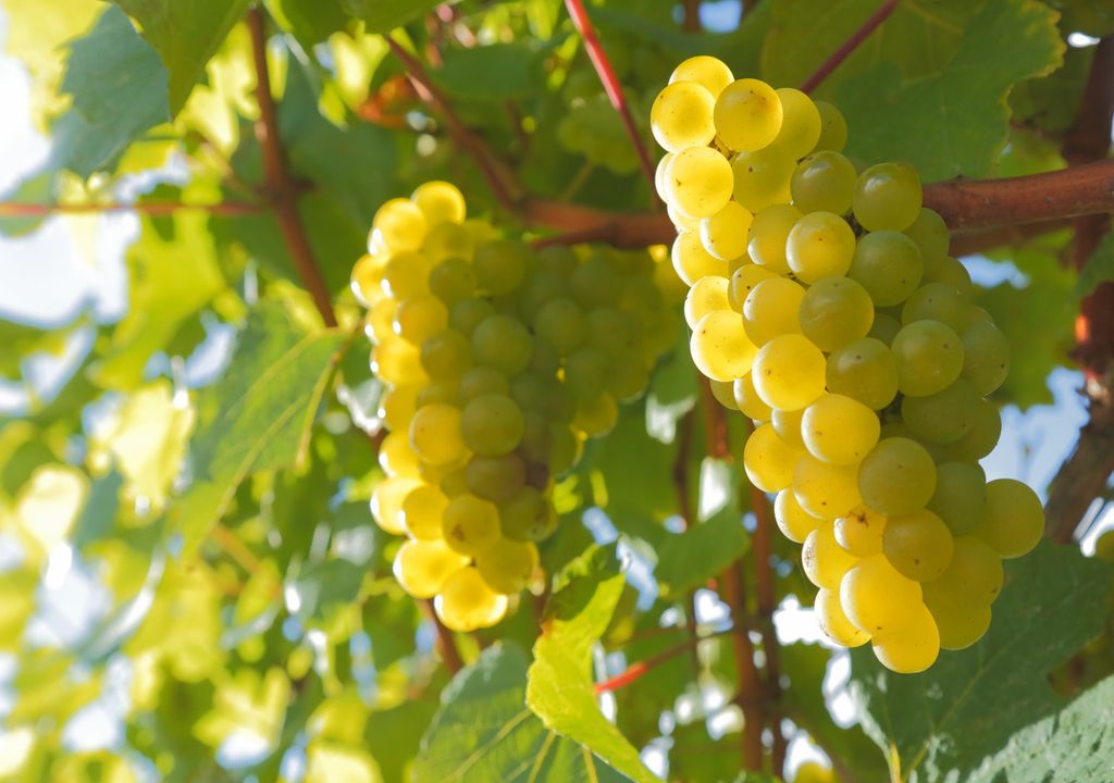 British vineyards saw bumper crops this year