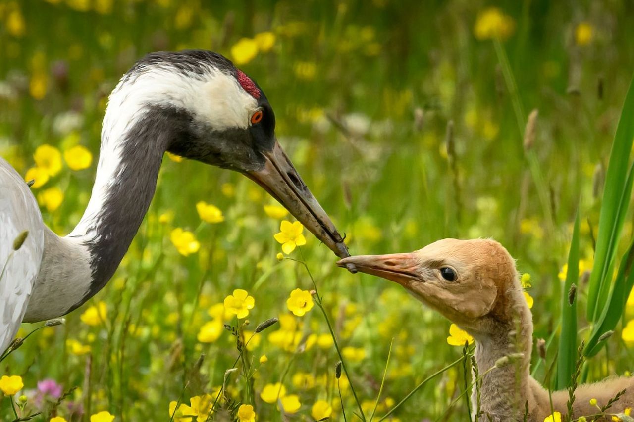 Britain’s ‘lost’ giant bird booms after 400 years
