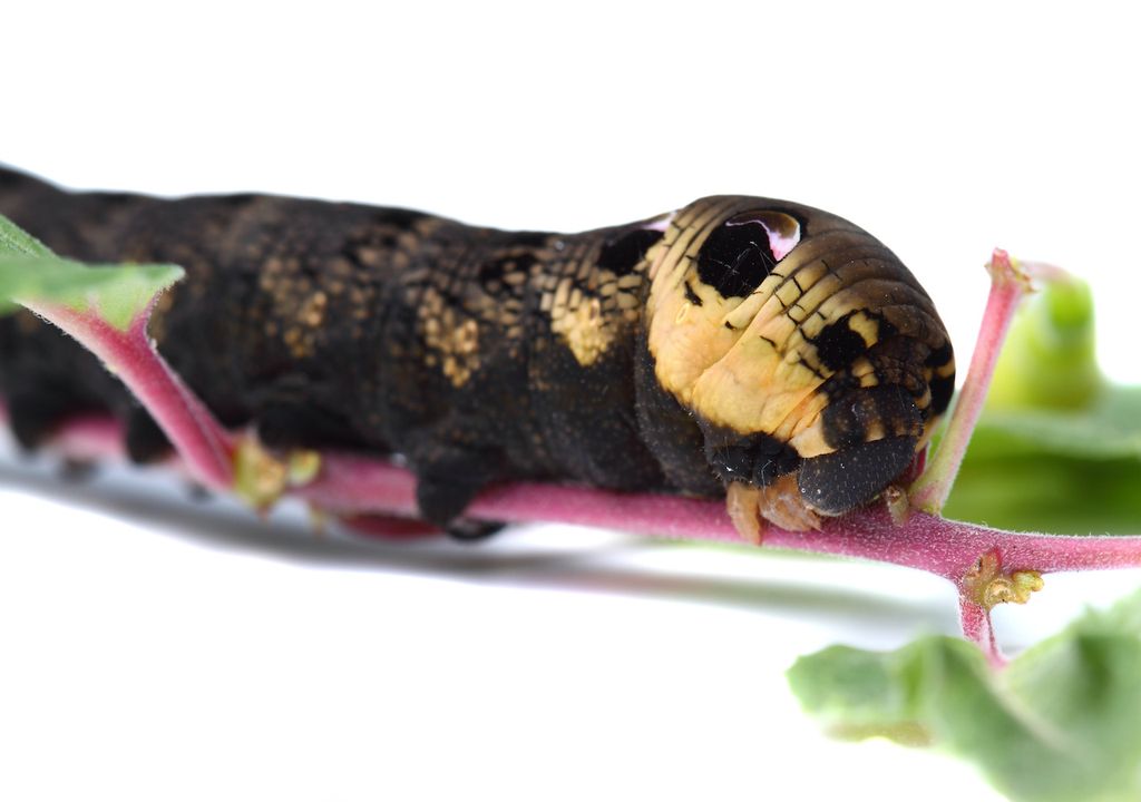 You are more likely to see an Elephant Hawk Moth caterpillar than the moth in its full adult form.