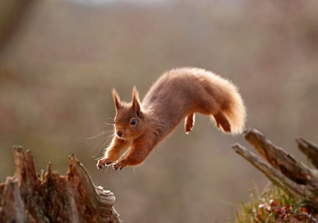 Red squirrel needs habitat connectivity. © Scotlandbigpicture.com