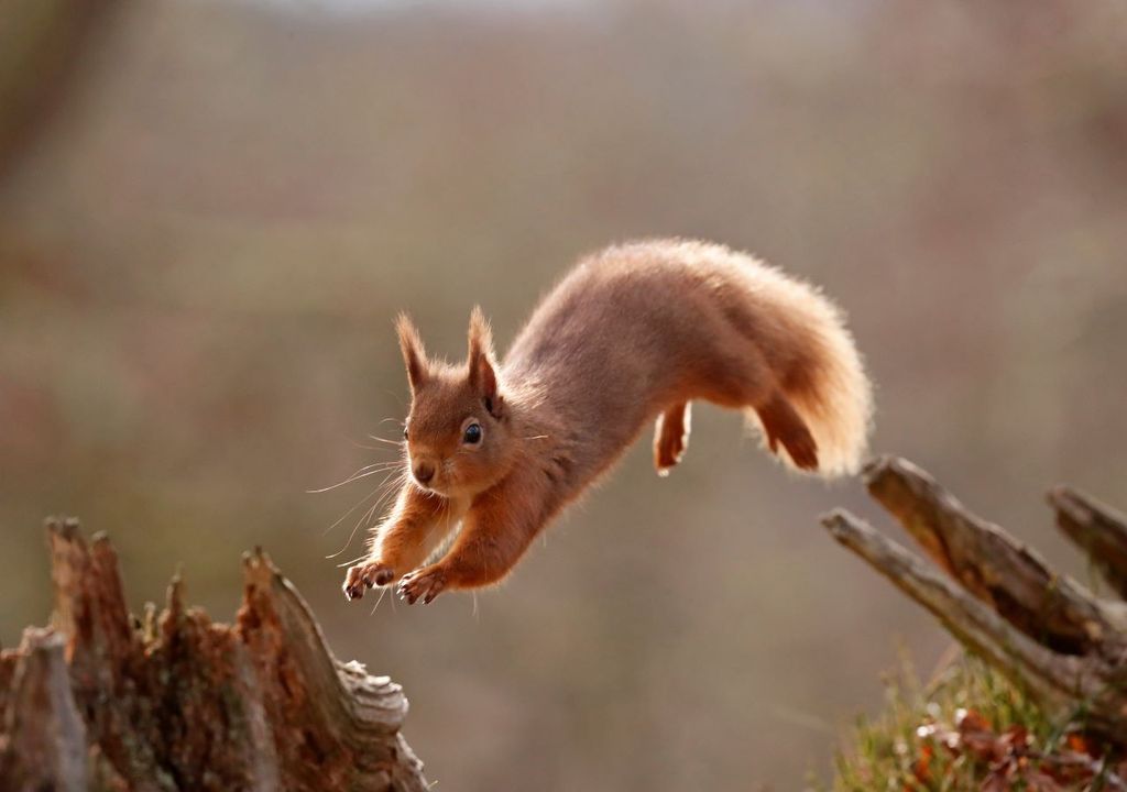 Red squirrel needs habitat connectivity. © Scotlandbigpicture.com