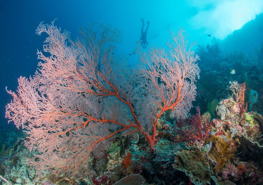 The pink sea fan could spread around the UK