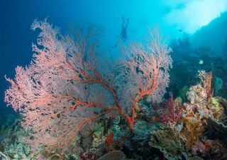 Expedition reveals staggering microbial diversity of Pacific Ocean coral  reefs