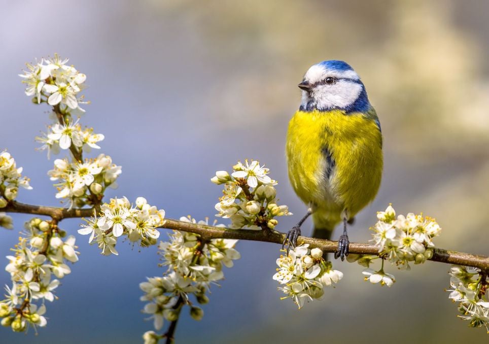 A blue tit sitting on a blossom-filled branch