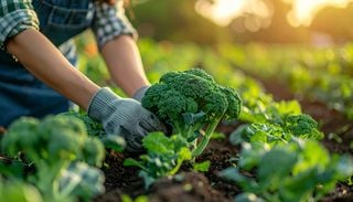 &iquest;Br&oacute;coli, coliflor o coles de Bruselas? Las diferencias que debes conocer antes de sembrarlas
