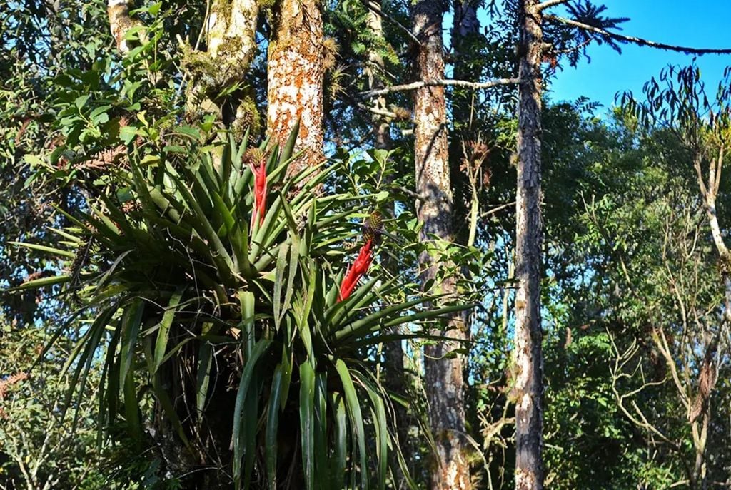 Estudo identifica forma inédita de interação entre plantas, em que bromélias nutrem o solo ao seu redor sem contato direto. Crédito: Hardt_E/Getty Images