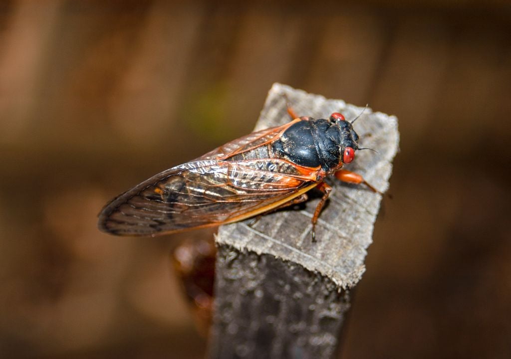 Zombie cicada