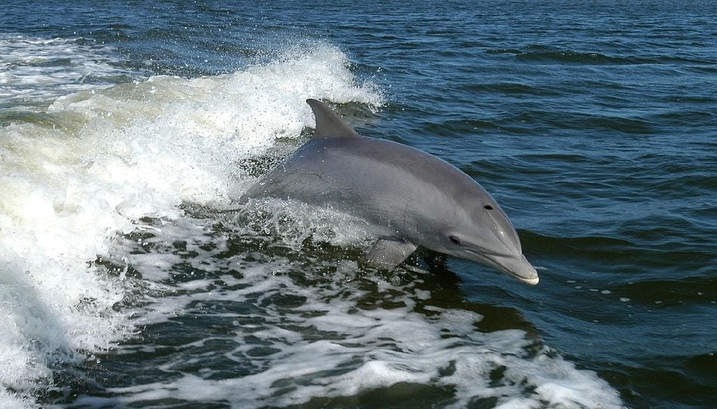Golfinho na rebentação da onda Capturas acidentais matam pelo menos um golfinho por dia em Portugal continental, ameaçando espécies como o roaz-corvineiro e o golfinho-comum. Foto: PublicDomainImages/Pixabay