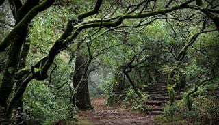 Bu&ccedil;aco recebe t&iacute;tulo de primeira Floresta Terap&ecirc;utica da Pen&iacute;nsula Ib&eacute;rica