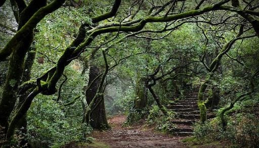 Bu&ccedil;aco recebe t&iacute;tulo de primeira Floresta Terap&ecirc;utica da Pen&iacute;nsula Ib&eacute;rica