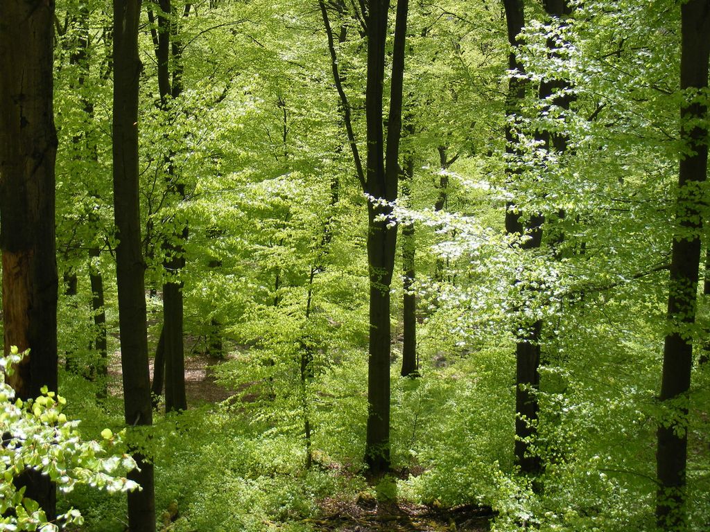 Der jährliche Zyklus des Austreibens und Abwerfens der Blätter von Rotbuchen wird durch das Klima und genetische Faktoren bestimmt. Foto: Markus Pfenninger