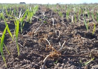 Con buen tiempo y humedad en suelo, se afianza la siembra de los cereales de invierno en Argentina