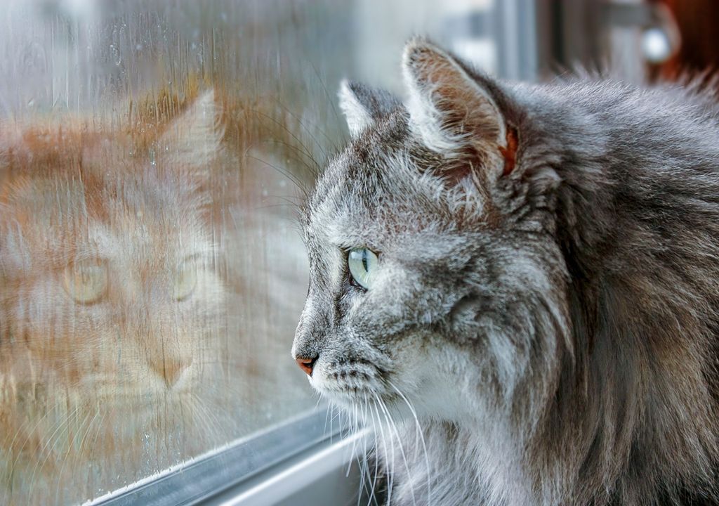 Gato mirando lluvia por la ventana