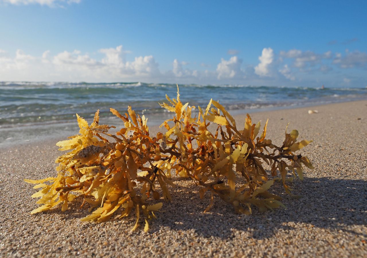 El sargazo es un término que involucra a más de 300 especies de macroalgas.